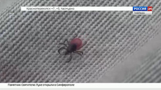 В Крыму с начала года от укусов клещей пострадали 22 человека