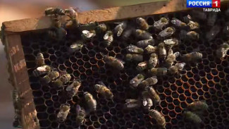 Климат Крыма, по оценкам специалистов, идеально подходит для пчеловодства