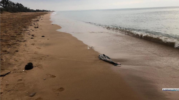 На берегу моря в Керчи нашли труп дельфиненка