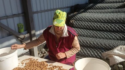 Крымские фермеры начали собирать миндаль