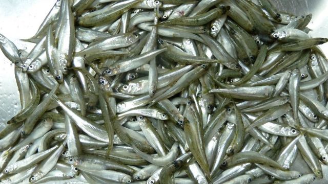 Пограничники пресекли незаконный оборот водных биологических ресурсов