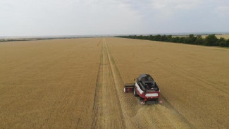 Объём зерновых в Крыму превысит потребности региона более чем в два раза