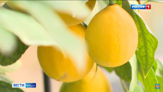 В уникальном крымском лимонарии собирают урожай 
