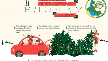 Где купить новогоднюю елку в Севастополе
