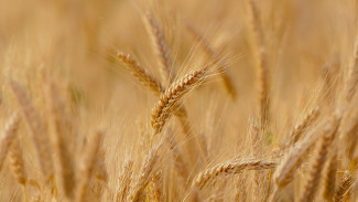 Крымский урожай пшеницы отправят в Африку 