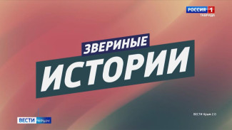 ВЕСТИ-КРЫМ «Звериные истории»: выпуск 04.12.2024