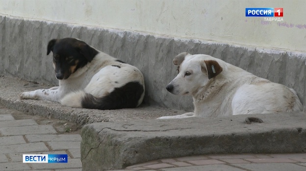 Более 6800 бездомных животных в Крыму подвергли стерилизации