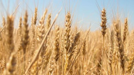 Власти Крыма выделят 160 млн рублей на поддержку аграриев, пострадавших от засухи