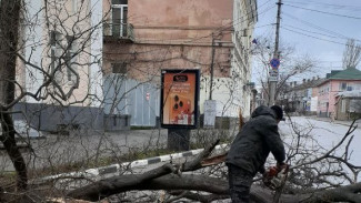 В Феодосии из-за сильного ветра упали деревья в разных районах города 