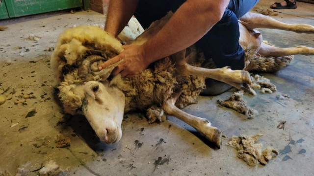 Около 2 миллионов рублей выделили на стрижку овец в Крыму