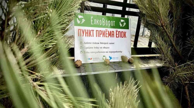 «Ёлковорот» собрал более 550 новогодних деревьев в Симферополе