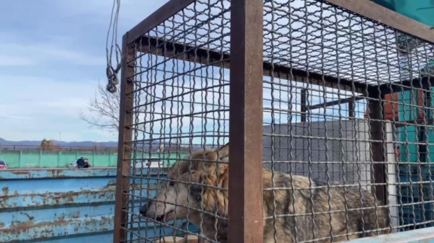 В крымский сафари-парк привезли животных из Донбасса