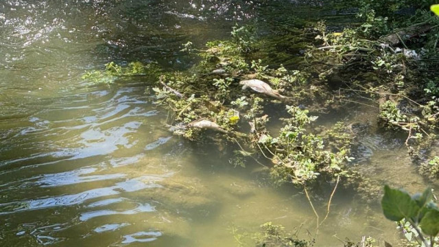 Министерство экологии и природных ресурсов Республики Крым обследовало речку Славянка по факту мора рыбы