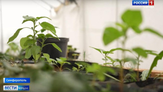  В Крыму в 2026 году планируют оборудовать 5 профильных агротехнологических классов для школьников