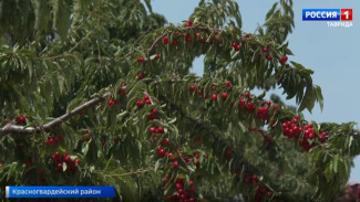 В Крыму начался сбор черешни