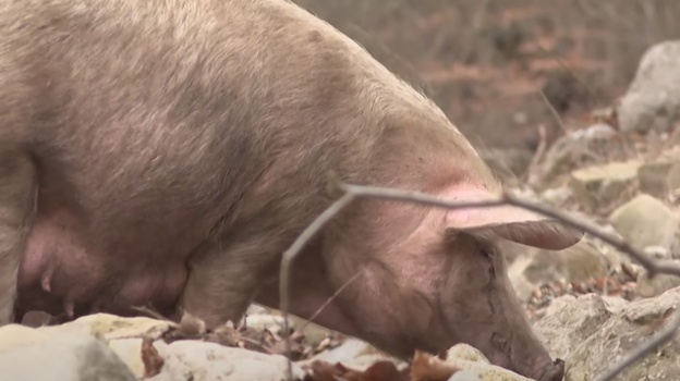 Свиньи в Крыму стали причиной трёхлетнего конфликта