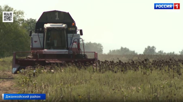 В Крыму из-за аномальной жары соберут вдвое меньше подсолнечника, чем обычно