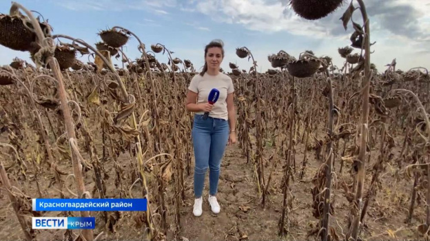 В Крыму собирают последние тонны урожая подсолнечника