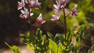 В Крыму начало цвести ядовитое растение Купина неопалимая 