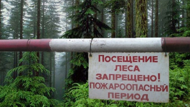 Запрет на посещение лесов продлили в Крыму