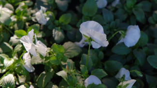 В Ялте приступили к осеннему цветочному оформлению: в городе высадят более 90 тысяч растений