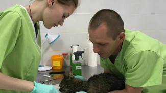 Кошек из Топловского женского монастыря лечат в Евпатории