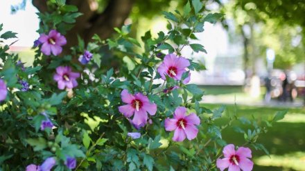 В Крыму начался сезон цветения гибискуса сирийского