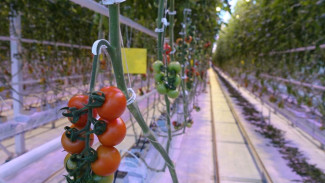 Первый в 2023 году урожай овощей собрали в Крыму