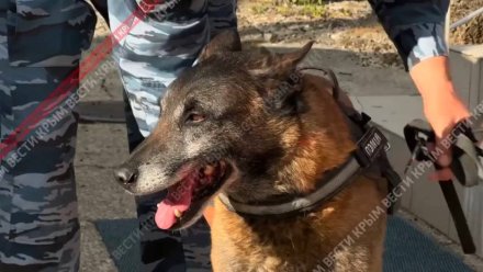 Информация о минировании здания «Вести Крым» не подтвердилась 