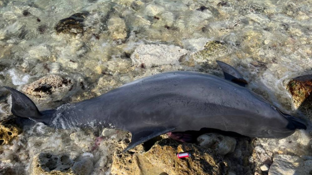 Труп дельфина со вскрытым брюхом обнаружили у берегов Севастополя