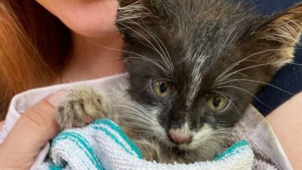 В Ялте спасли застрявшего в трубе котёнка