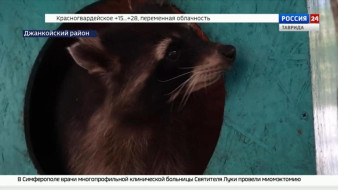 Малыши дикобраза появились на свет в Джанкойском районе