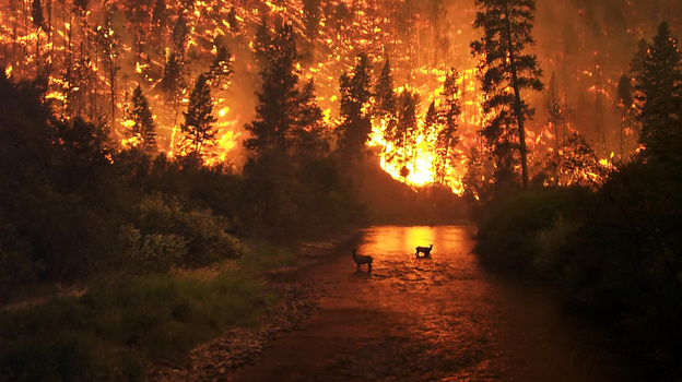 В Крыму высокий риск возникновения лесных пожаров в марте