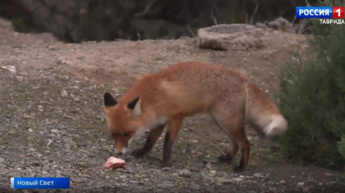 судак крым 2022. Stoop судак ночной. нет света в крыму сейчас. нет света в крыму сейчас. новый свет балаклава.