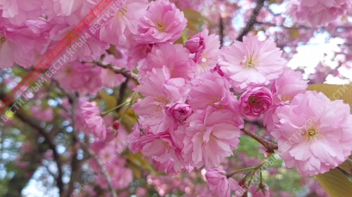 В Бирюлевском дендропарке пройдет праздник, посвященный цветению сакуры