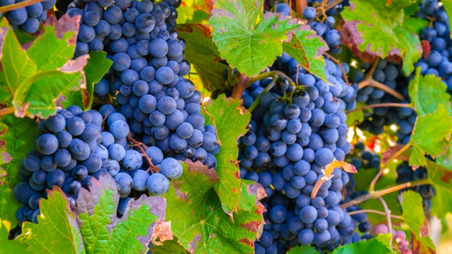 Боливия начнет выращивать виноград в Крыму
