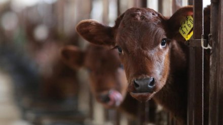  В Крым направят деньги на развитие геномной селекции в племенном животноводстве 