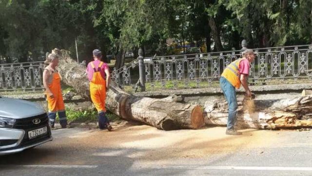 Сильный ветер повалил в Симферополе десятки деревьев