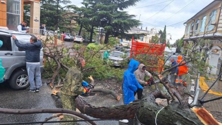 В Ялте из-за шторма упали деревья