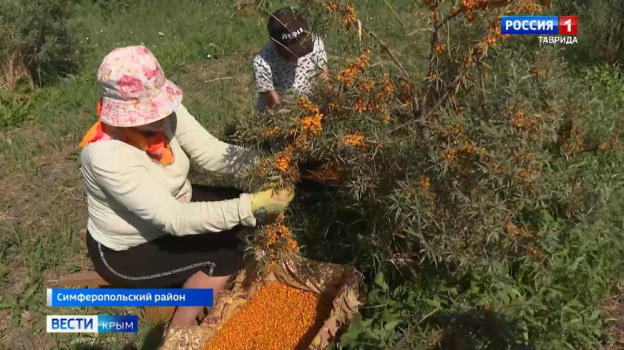 В Крыму приступили к сбору урожая облепихи
