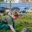 В Керчи проводят плановые работы по уходу за зелеными насаждениями