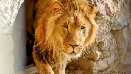 Коллекция Симферопольского зооуголка пополнилась царём зверей