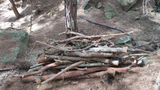 Браконьеры вырубили более 40 деревьев в Судаке