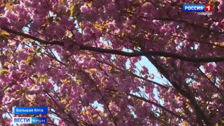 В Японском саду на ЮБК расцвела сакура