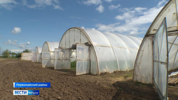 Фермеры Крыма высаживают капусту вручную, чтобы получить хороший урожай