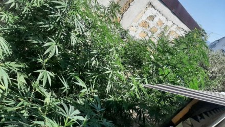 У жителя Судака на заднем дворе дома нашли плантацию марихуаны