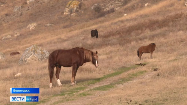 В Крыму лошади восстанавливают здоровье людям