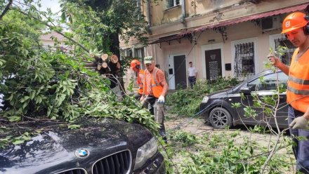 В Симферополе дерево упало на припаркованные автомобили