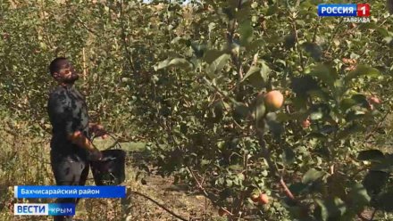 В Крыму собран урожай яблок в 138 тысяч тонн  