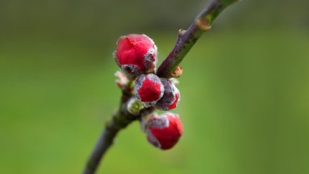 На севере Крыма упразднили карантин из-за оспы слив